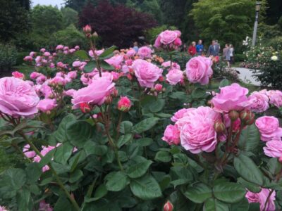 Bike Portland: Bridges, Neighborhoods, Poetry, and Roses - Eastside Warm-Up Into Southeast and Ladd’s Addition
