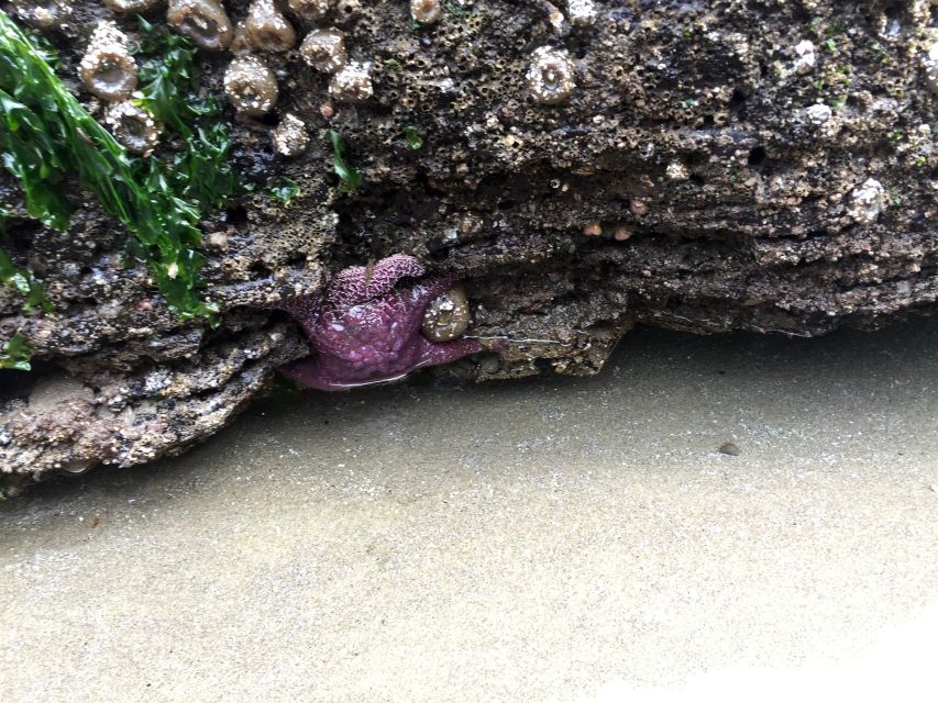 From Portland: Oregon Coast Day Trip Cannon Beach Area - Quick hits worth knowing