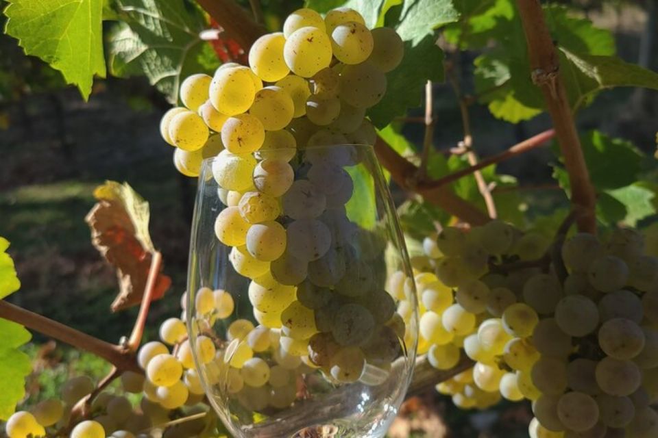 From Portland: Willamette Valley Full-Day Wine Tour - Three Wineries, Three Different Personalities