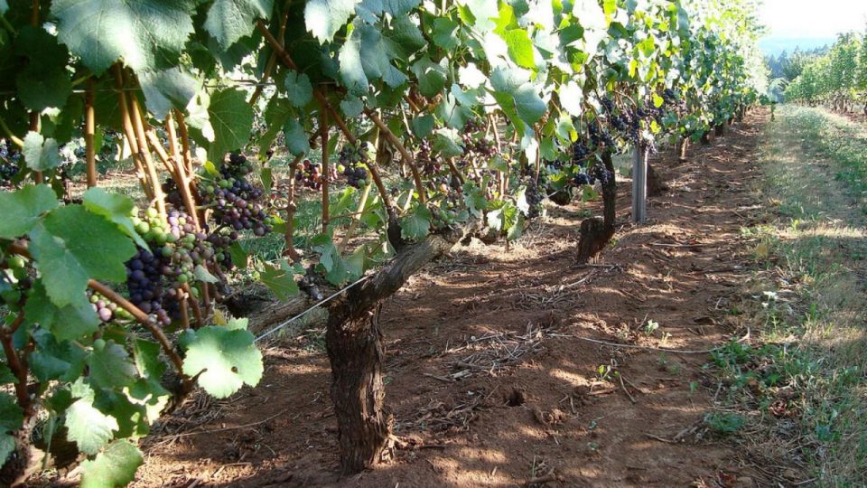 From Portland: Willamette Valley Full-Day Wine Tour - Should You Book This Portland to Willamette Valley Wine Tour?