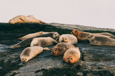 Guided RIB Boat Adventure of Portland - Stop 1: The Casco Bay islands loop for lighthouses, forts, and wildlife
