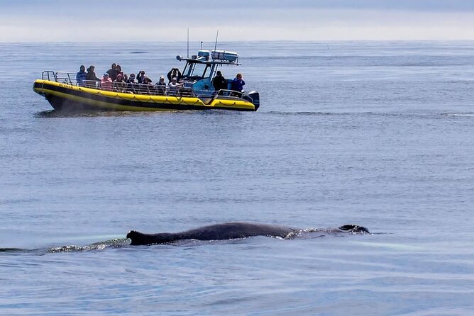 Maine Whale Watching Tour in Portland - Halfway Rock Lighthouse: Small, Remote, and Left to the Waves