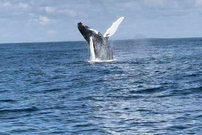 Maine Whale Watching Tour in Portland - What the Crew Brings: Speed Plus Marine Info