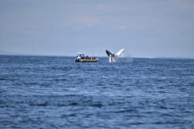 Maine Whale Watching Tour in Portland - The Main Event: 2 Hours Looking for Whales in Casco Bay