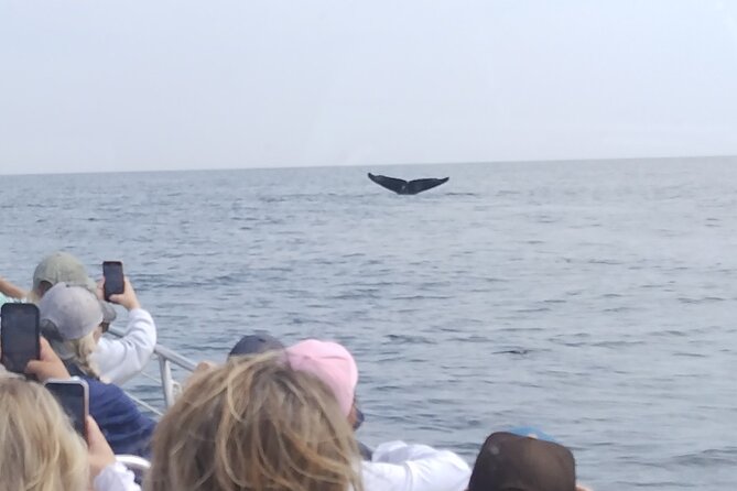 Maine Whale Watching Tour in Portland - Dress Like It’s Winter Outside (Even When It Looks Fine)