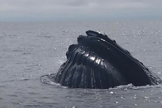 Maine Whale Watching Tour in Portland - Motion Sickness and Seating: Know What You’re Signing Up For