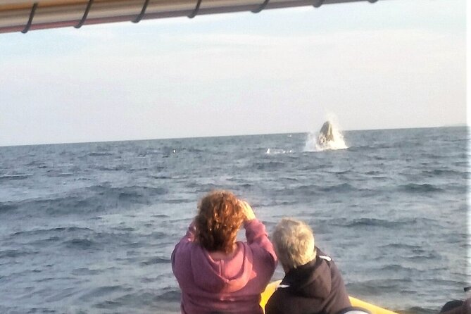 Maine Whale Watching Tour in Portland - Value Check: Short Lighthouses + Long Water Time