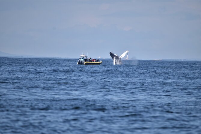 Maine Whale Watching Tour in Portland - The Main Event: 2 Hours Looking for Whales in Casco Bay