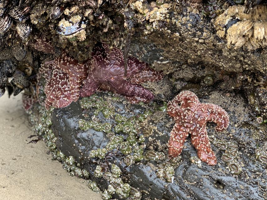Oregon Coast Day Tour: Cannon Beach and Haystack Rock - Clatsop State Forest return: wrap-up drive with coast context