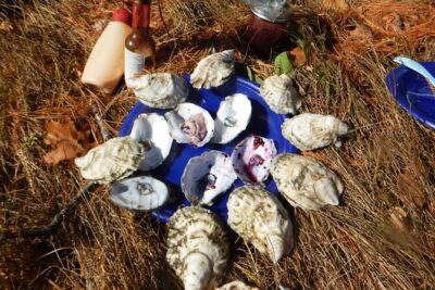 Oyster Farm & Complimentary Tasting Sea Kayak Tour in Casco Bay - Meeting at 8:15am at 1161 Mere Point Rd: start slow, start smart