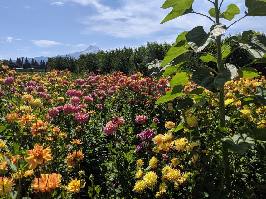Portland: Mt. Hood Day Tour - Packer Orchards and Farm Place: fruit-and-fun road break