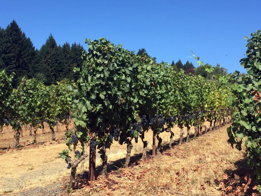 Portland: Silver Falls Hike - Should You Book Portland: Silver Falls Hike with Terran Travels?
