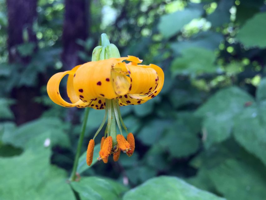 Portland: Silver Falls Hike - Silver Falls State Park: Canyon Trail and The Ten Falls Experience