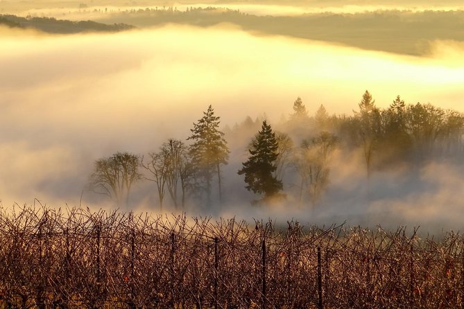 Private Customized Willamette Valley Wine Maker Tour with lunch - What you’ll learn during the tastings (and how Carmine explains it)