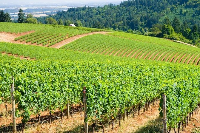 Willamette Valley Wine Tour from Portland - Key highlights worth planning around