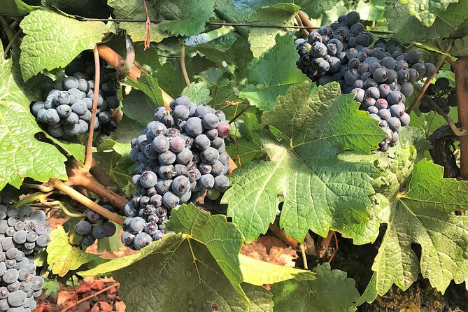 Willamette Valley Wine Tour from Portland - Three Winery Stops in One Afternoon (and Why the Exact Names Can Change)