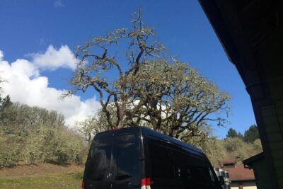 Willamette Valley Wine & Whisky - Willamette Valley AVAs: Scenic Drive Meets Real Tastings